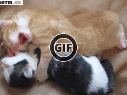 BRATM GIF: JEEJ...roztomilé mačiatka počas spánku :)