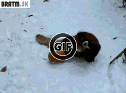 BRATM GIF: Podarené zvieratko v akcii :D