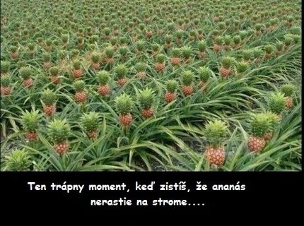 Aj ty si si myslel, že ananás rastie na strome ? :D