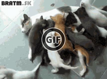 BRATM GIF: Čas obeda zlatíčka :D