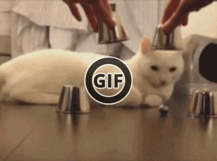 BRATM GIF: Toto je tá najšikovnejšia mačka na svete :D