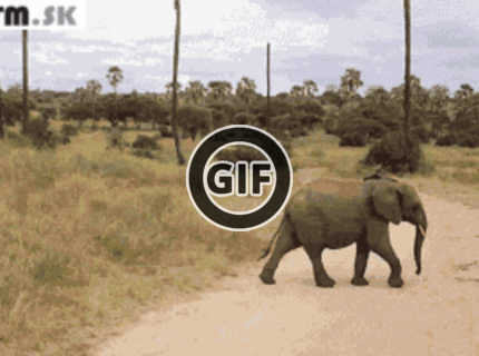 BRATM GIF: Slonia rodinka prechádza cez cestu :)  ten posledný je podarený :D
