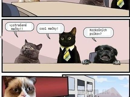 Najnovší ideál pre mačacie meme :D