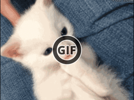 BRATM GIF: Podarené mačiatko :))))