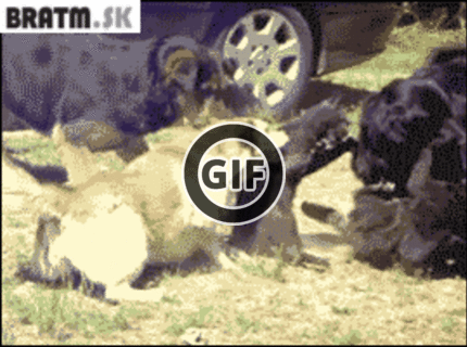 BRATM GIF: Teraz vidieť, kto môže za súboje medzi zvieratami :D
