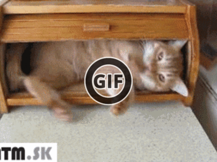 BRATM GIF:  Ideálny domček pre mačky :D