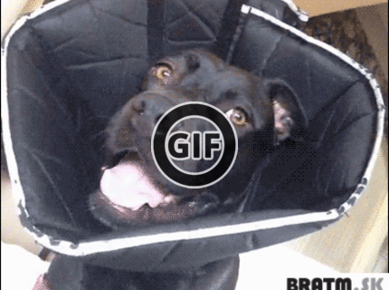 BRATM GIF: Keď zmizne psovi úsmev z tváre :D