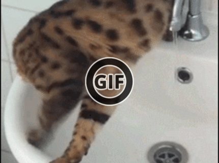 BRATM GIF: Šialený pád mačky :D