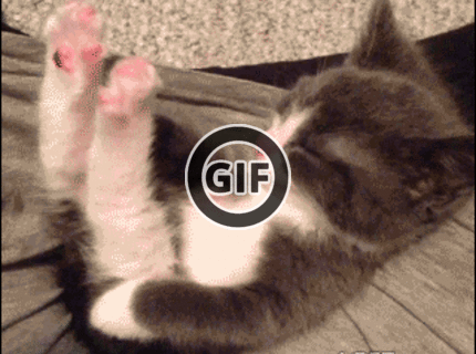 BRATM GIF: Aké roztomilé mačiatko :) :) :)