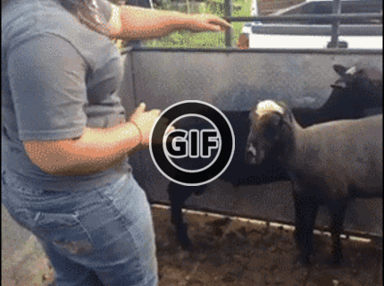 BRATM GIF: Nikdy netancujte zvieratám ! :D aby to náhodou nedopadlo takto :D