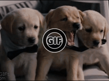 BRATM GIF: Rozkošnééé ! synchronizácia šteniat retrieverov :D