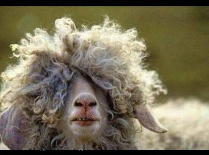 Toto pozná každé dievča s kučeravými vlasmi :D