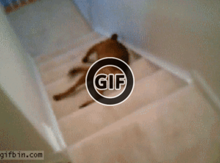 BRATM GIF: Najpodarenejší zjazd psa po schodoch :D