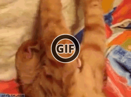 BRATM GIF: Rozkošné spiace mačiatko :))))