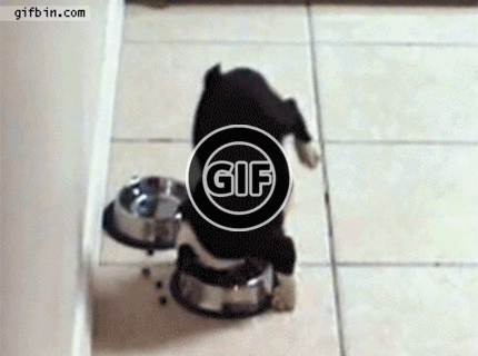 BRATM GIF: Roztomilé šteniatko a jeho akrobatický kúsok počas obeda :D