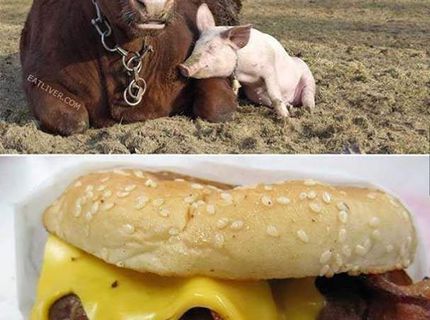 Kamarátstvo, ktoré trvá navždy...