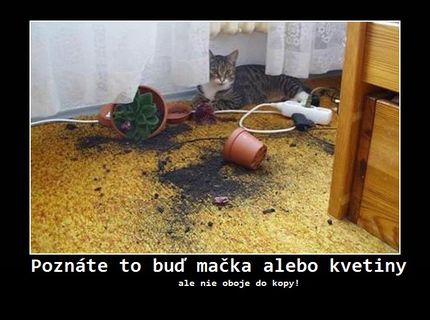 Vždy si musíte vybrať :D Buď jedno alebo druhé :D