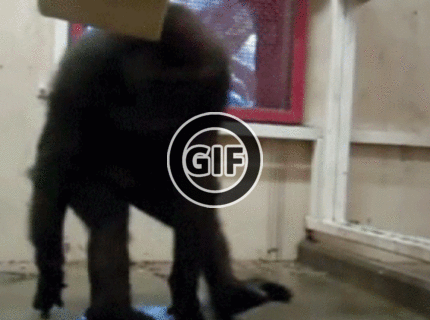 BRATM GIF: Ako vznikol Hip- Hop :D