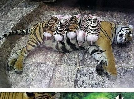 KRÁSNE! Úžasná tigrica sa ujala malých prasiatok :)