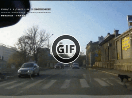 BRATM GIF: Inteligencia psov sa opäť potvrdila :D