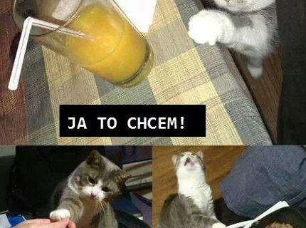 LOL! :D Tak takto vyzerá mačka, keď niečo chce :D