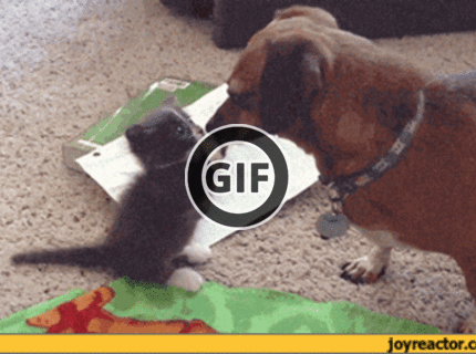 BRATM GIF: Aké rozkošné :))))