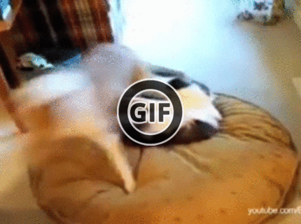 BRATM GIF: Tu je jasné, kto je pánom domu :D