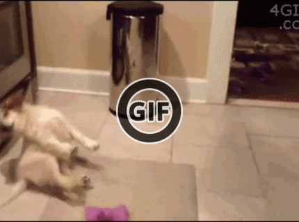 BRATM GIF: Najrozkošnejšie šteniatko! :D