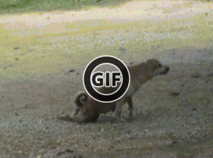 BRATM GIF: LOL :D to bol iba vtip! :D