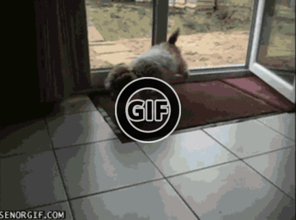 BRATM GIF: Vychovanosť psov sa cení :D