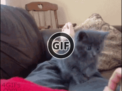 BRATM GIF: Podarené mačiatko :))))