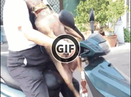 BRATM GIF: Úžasné :) šikovný psík :))))