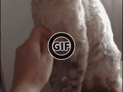 BRATM GIF: Mačka, ktorá nemá rada škrabkanie :D