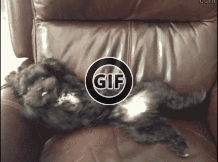 BRATM GIF: LOL, tak tento psík nemá chybu :))))