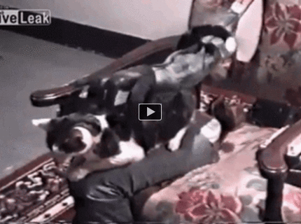 BRATM GIF: Úžasná vec, keď nemáte čas byť so svojou mačkou :D