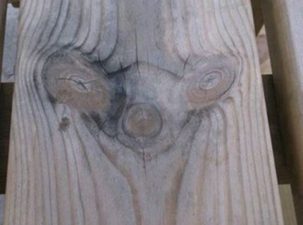 ŠOKUJÚCA FOTO FOSÍLIE ZNÁMEHO SIDa SA STALA HITOM INTERNETU!!! :D