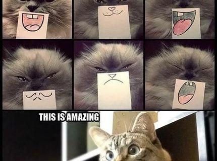 NAJROZKOŠNEJŠIA cica na FB :D No nie je to podarené? :D