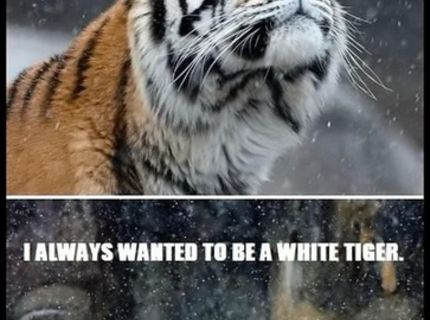 Chcete vedieť,aký je najväčší tigrí sen? :D