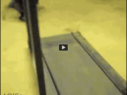 BRATM GIF: Úžasne športovo naladený pes :D