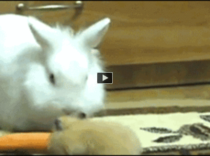 BRATM GIF: Roztomilý zlodej :D