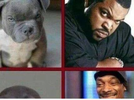 Tak toto je PODOBA :D Zvieratá vs. celebrity :D