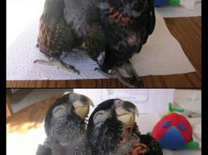 Jéééj TOP FOTO- Pozri ako dokážu operenci nádherne zapozovať!:D