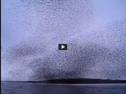 Bratmmm fantastické prírodné divadlo zachytené na kameru!:D