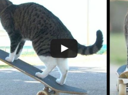 Najlepšia skate mačka sa stala hitom internetu! :D:D