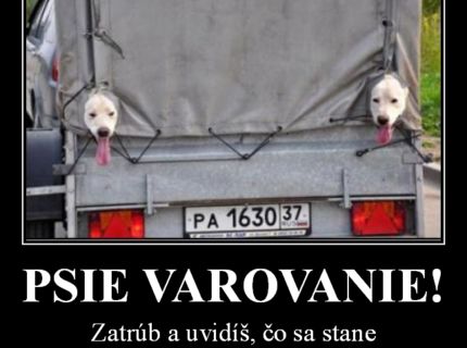 Úžasní psí strážci varujú šoférov :D