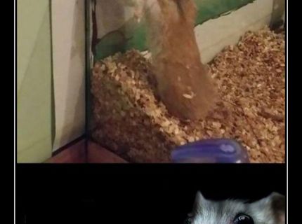 Útek z väzenia  zo sveta zvierat :D