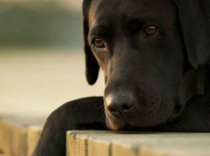 Psie zmýšľanie o živote :D