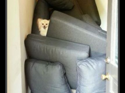 Čo sa môže stať, keď necháte vašich domácich miláčikov dlho doma :D