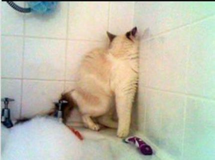 Mačky vs. kúpeľ! :D