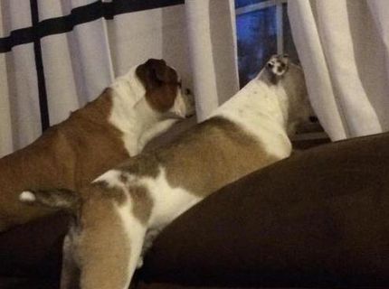 Ako to vyzerá, keď je jeden pes múdrejší ako ten druhý :D